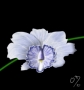 Orchidej