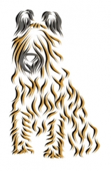 Briard